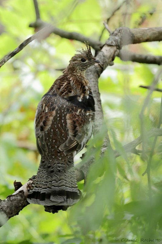 Gélinotte huppée / Ruffed Grouse