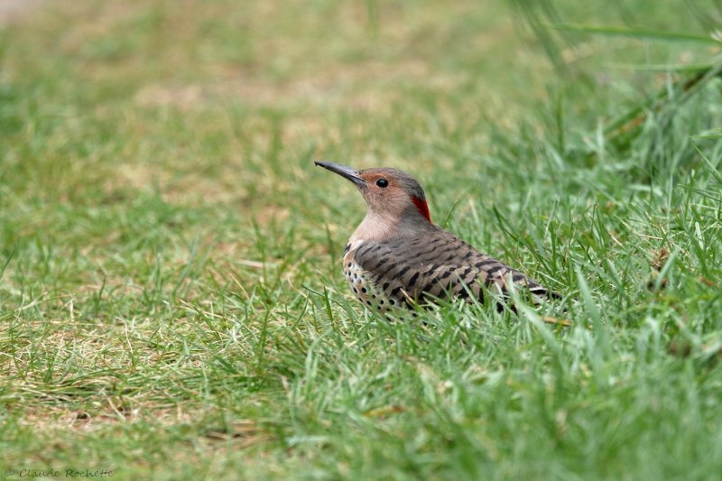 Pic flamboyant / Northern Flicker
