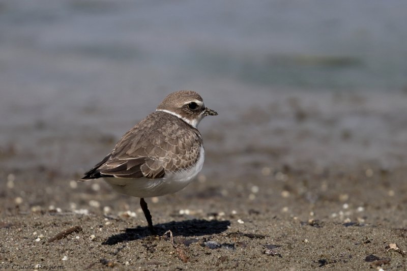 Pluvier semipalm  / Semipalmated Plover
