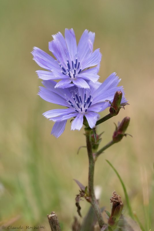 Chicorée / Wild Chicory