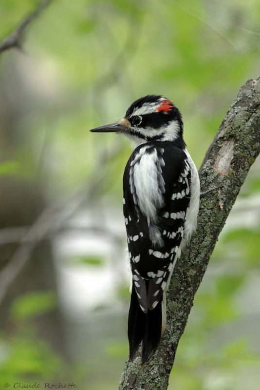 Pic chevelu / Hairy Woodpecker