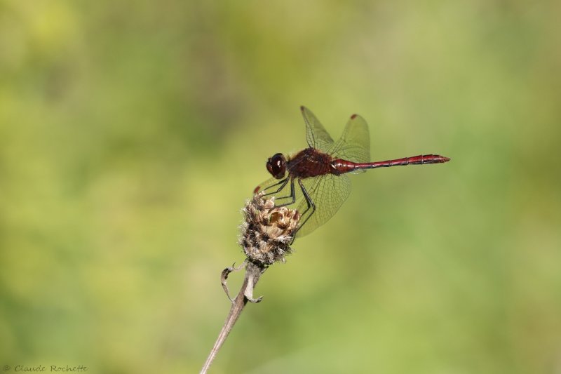 Sympetrum rubigineux / Saffron-winged Meadowhawk