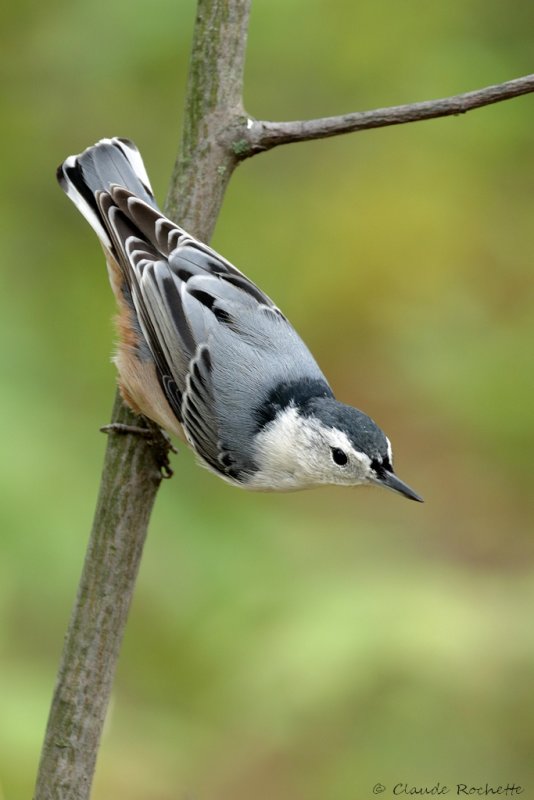 Sittelle à poitrine blanche / White-breasted Nuthatch