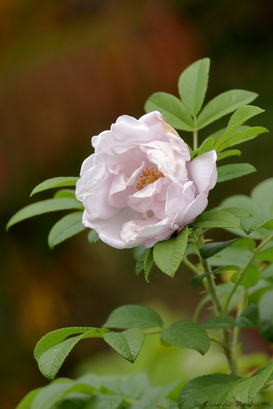 Rosier rugueux / Rosa rugosa