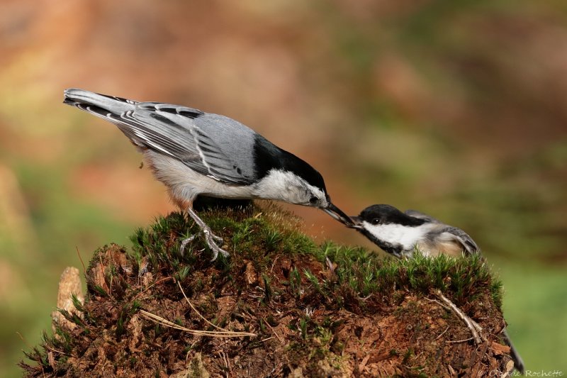 Sittelle à poitrine blanche / White-breasted Nuthatch
