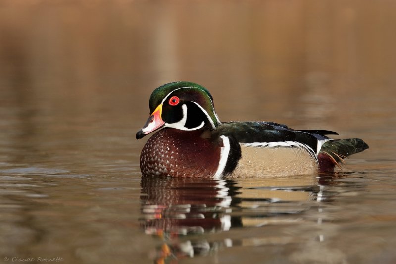 Canard branchu / Wood Duck