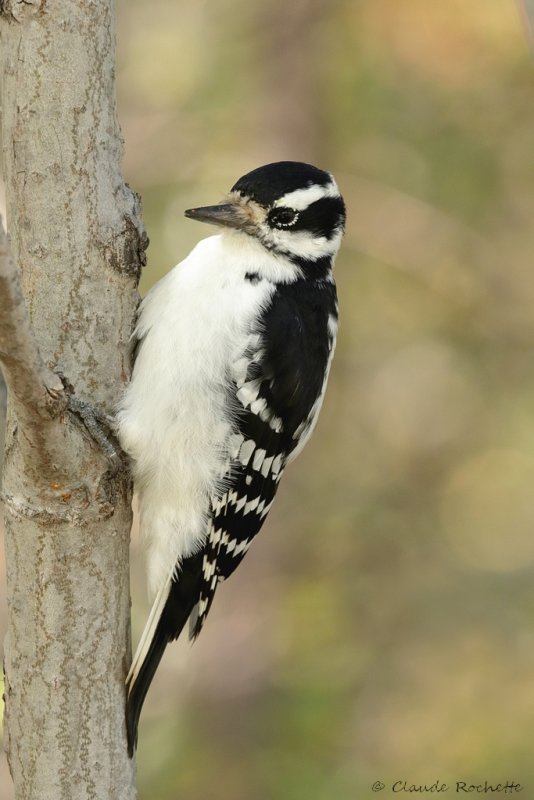 Pic chevelu / Hairy Woodpecker
