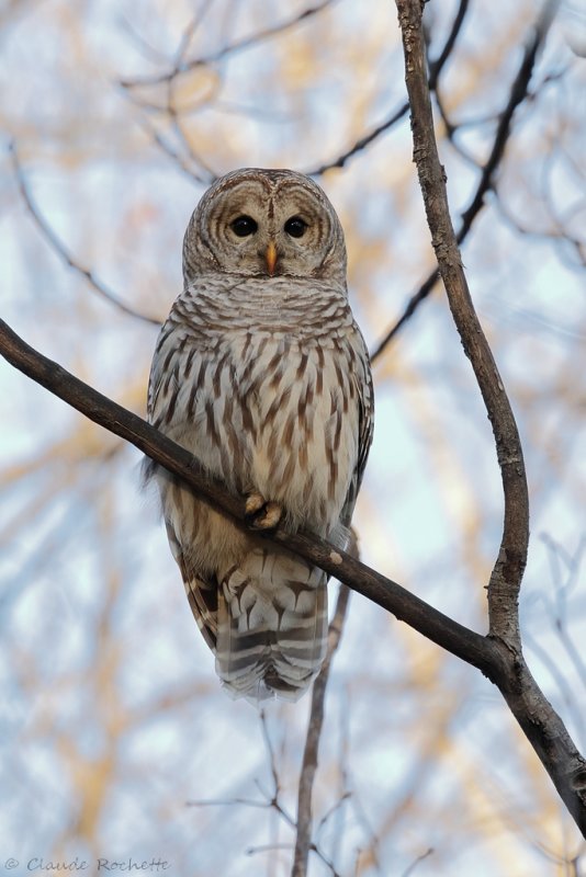 Chouette rayée / Barred Owl