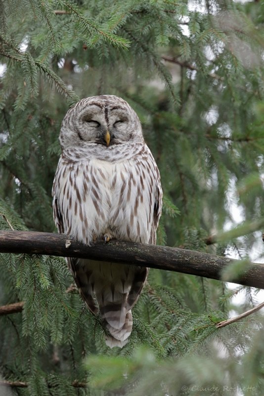 Chouette rayée / Barred Owl
