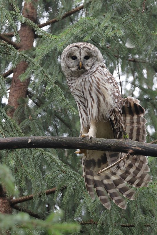 Chouette rayée / Barred Owl