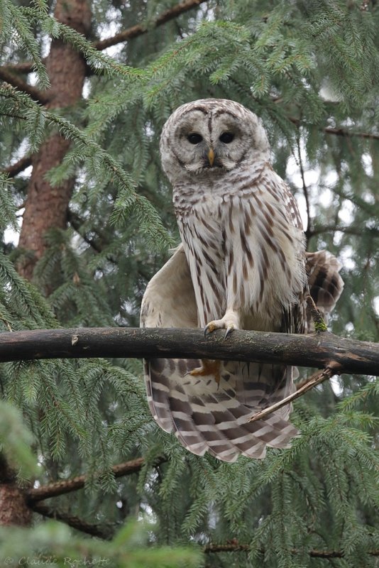 Chouette rayée / Barred Owl