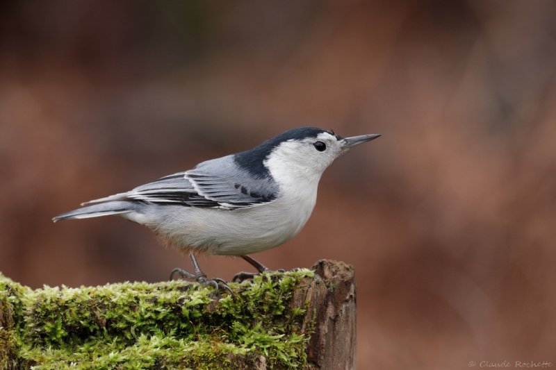 Sittelle à poitrine blanche / White-breasted Nuthatch