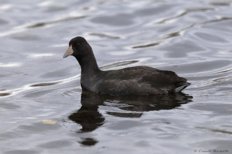 Foulque d'Amrique / American Coot