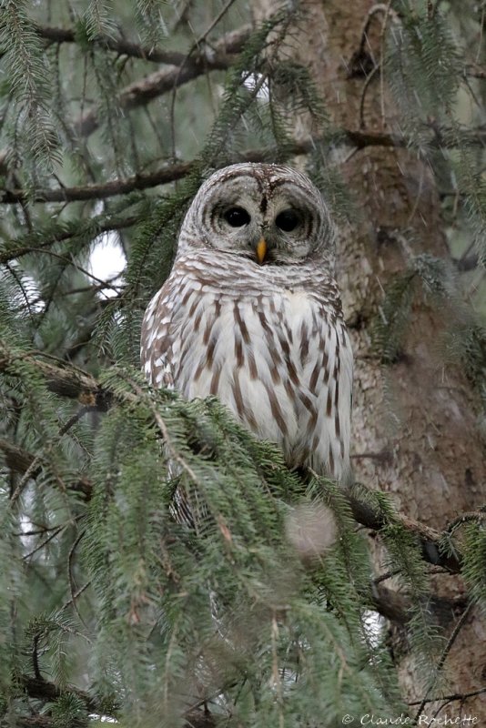Chouette rayée / Barred Owl