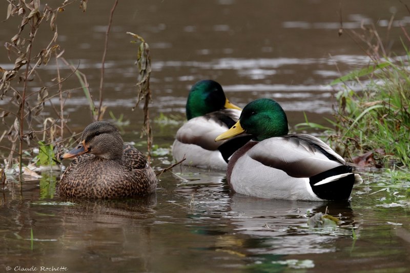 Canard colvert / Mallard