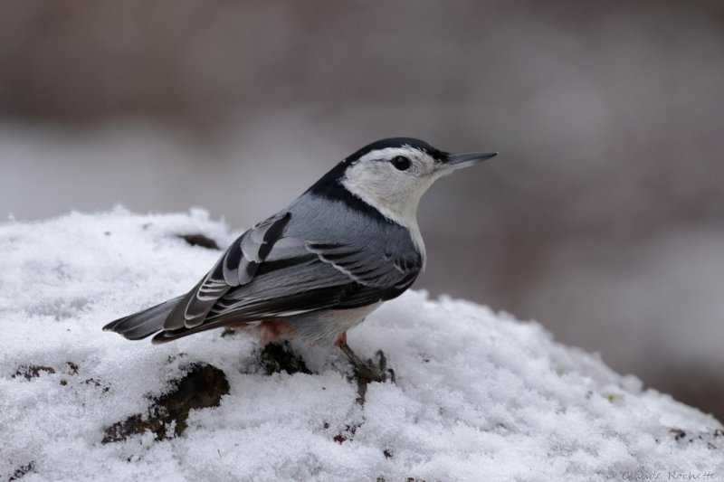 Sittelle à poitrine blanche / White-breasted Nuthatch