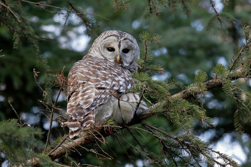 Chouette rayée / Barred Owl