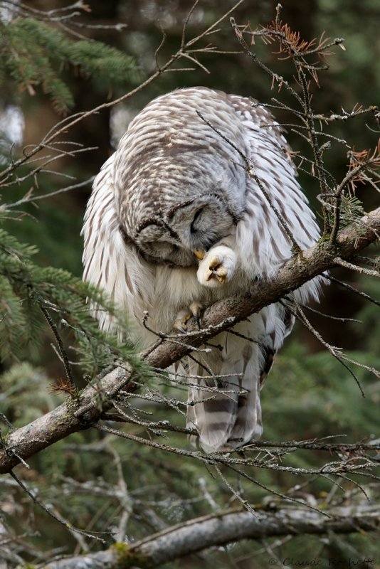 Chouette rayée / Barred Owl