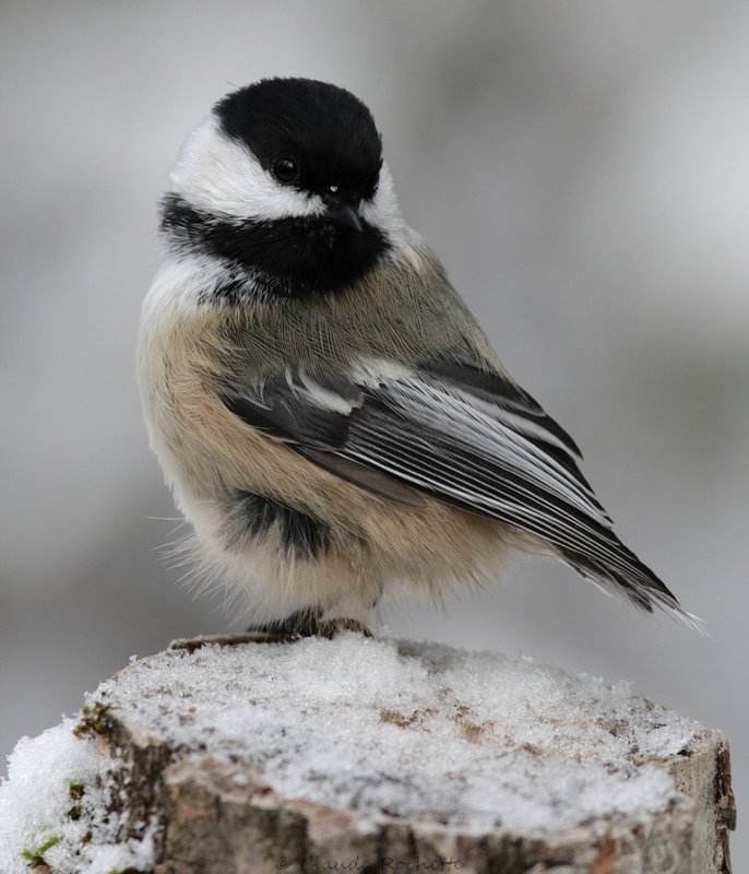 Msange  tte noire / Black-capped Chickadee