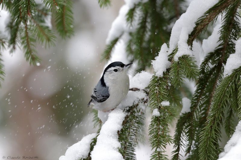 Sittelle à poitrine blanche / White-breasted Nuthatch