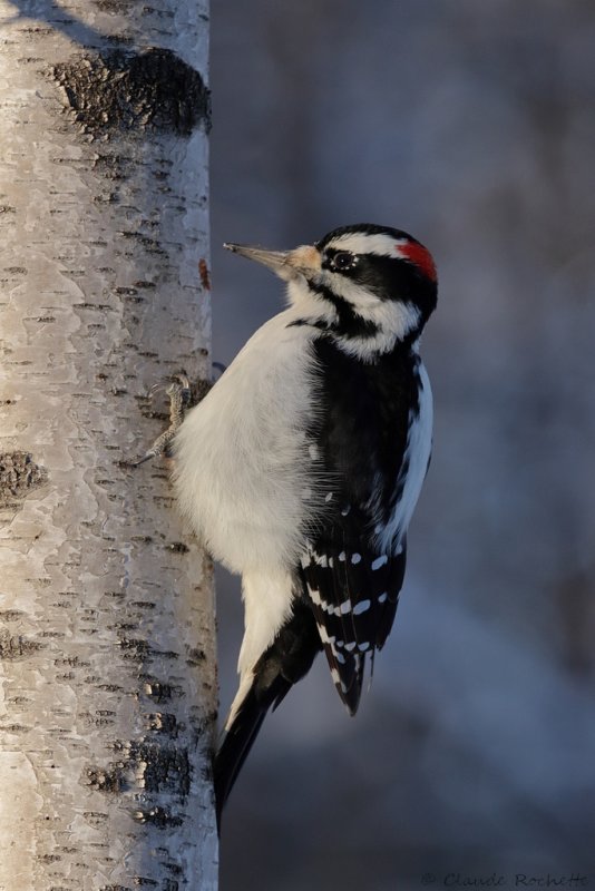 Pic chevelu / Hairy Woodpecker