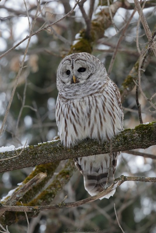 Chouette rayée / Barred Owl