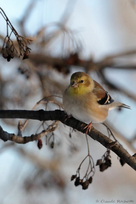 Chardonneret jaune / American Goldfinch