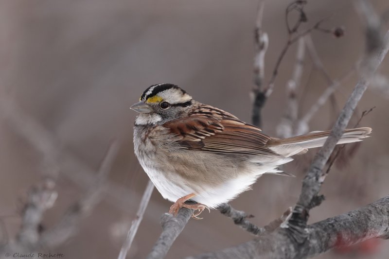 Bruant  gorge blanche / White-throated Sparrow