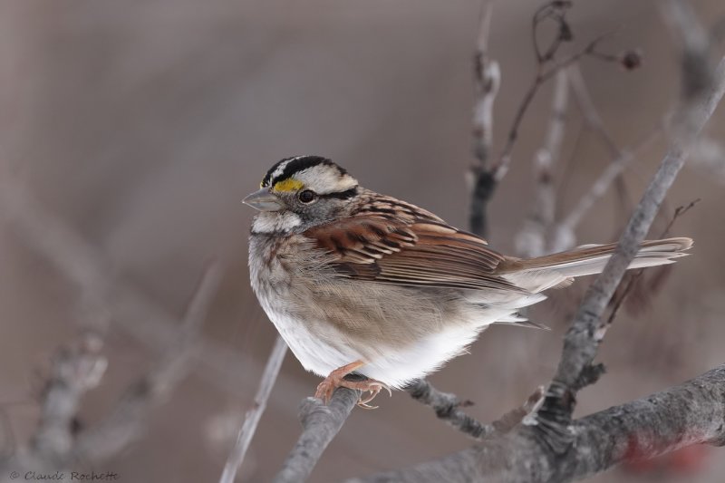 Bruant à gorge blanche / White-throated Sparrow