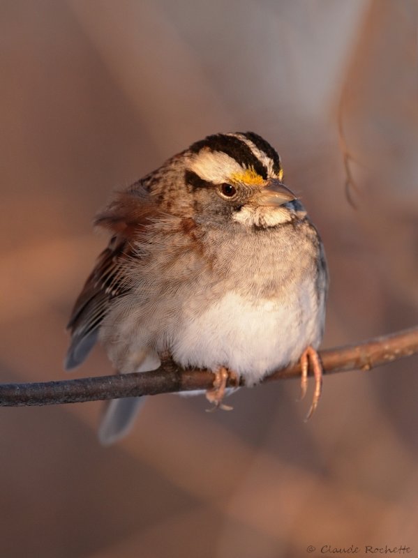 Bruant  gorge blanche / White-throated Sparrow