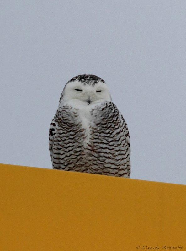 Harfang des neiges / Snowy Owl