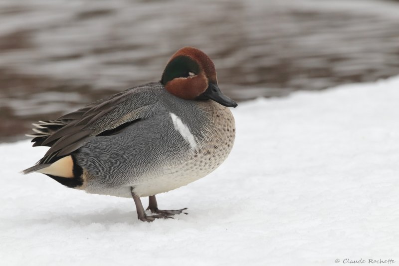 Sarcelle d'hiver / Green-winged Teal
