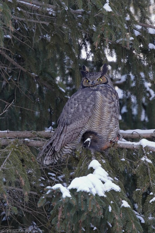 Grand duc d'Amérique/ Great Horned Owl