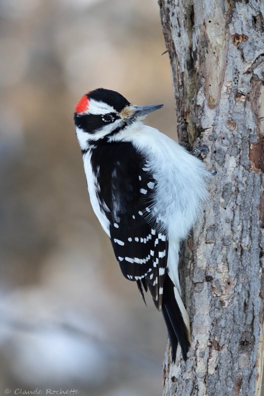 Pic chevelu / Hairy Woodpecker