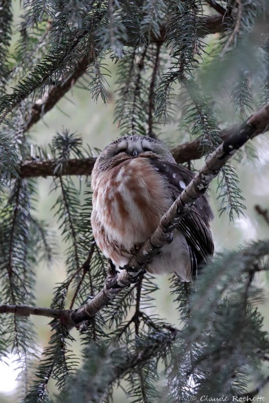 Petite nyctale / Northern Saw-whet Owl