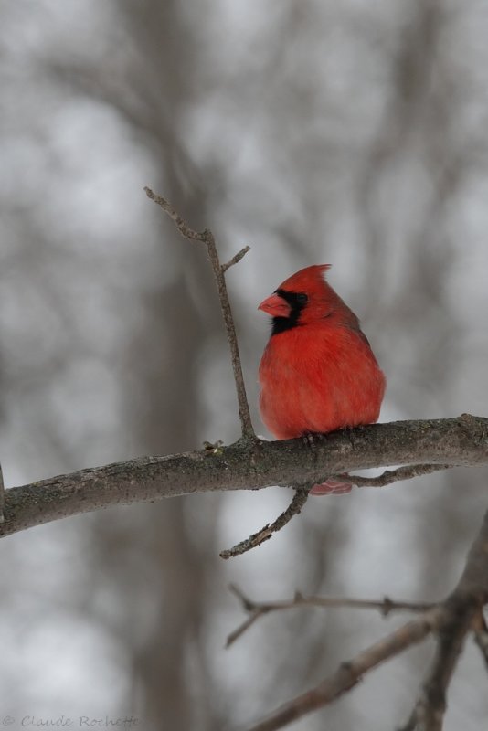 Cardinal rouge / Northern Cardinal