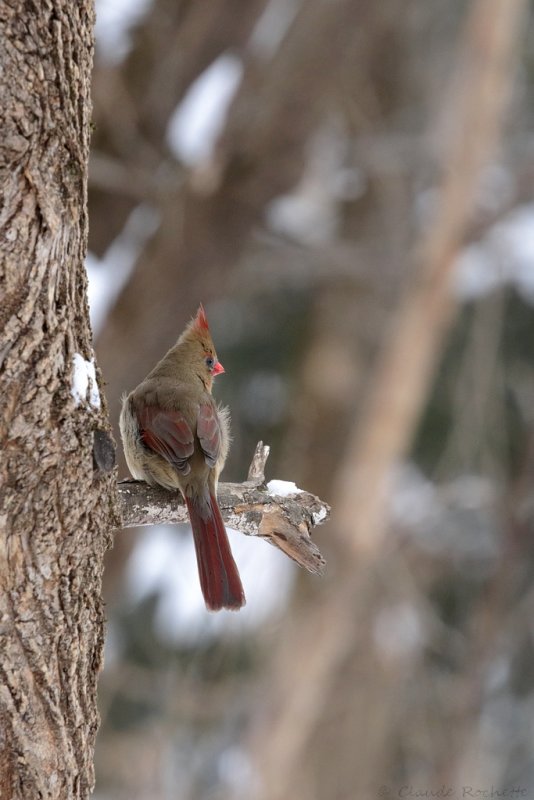 Cardinal rouge / Northern Cardinal