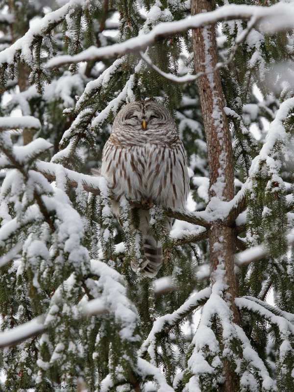 Chouette rayée / Barred Owl