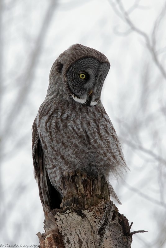Chouette lapone / Great Gray Owl