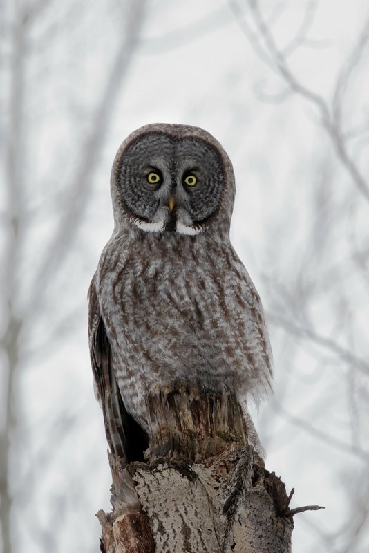 Chouette lapone / Great Gray Owl
