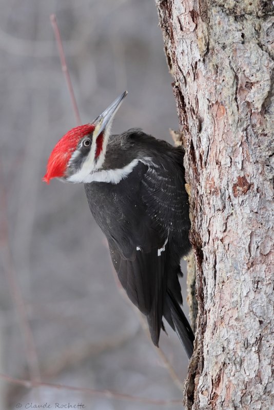 Grand pic / Pileated Woodpecker