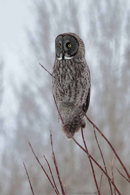Chouette lapone / Great Gray Owl