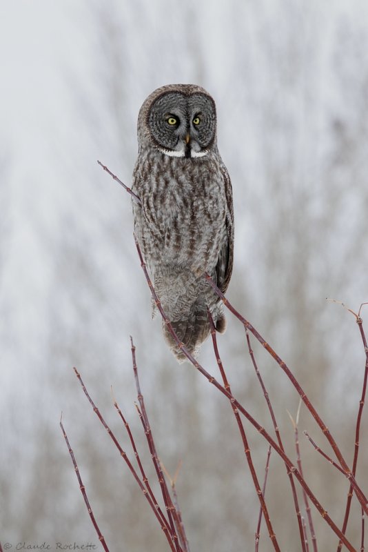 Chouette lapone / Great Gray Owl