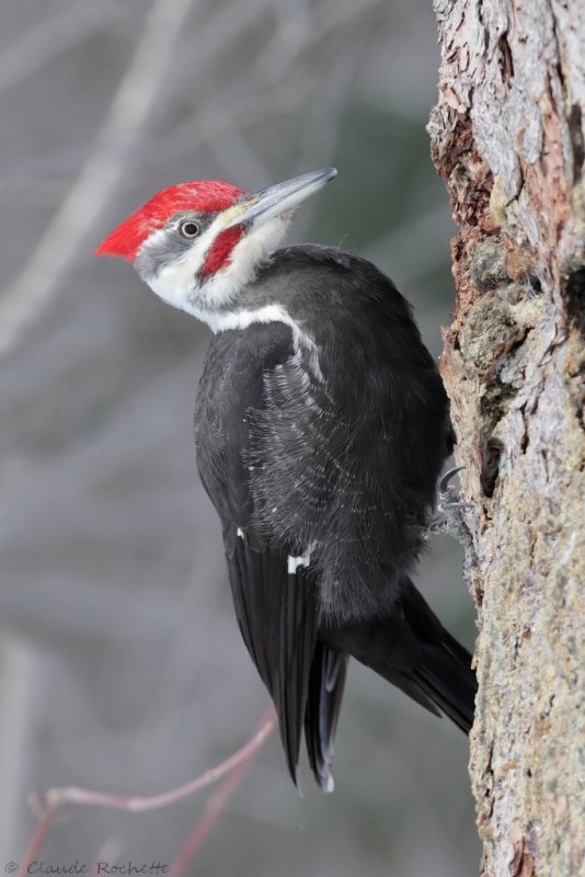 Grand pic / Pileated Woodpecker