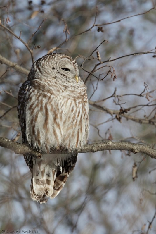 Chouette rayée / Barred Owl