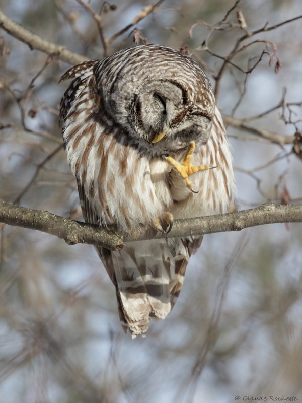 Chouette rayée / Barred Owl