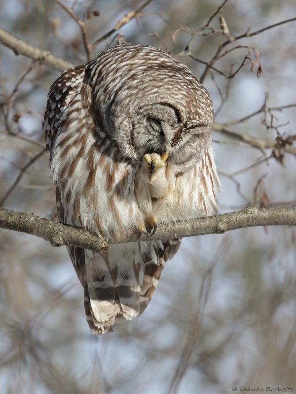 Chouette rayée / Barred Owl