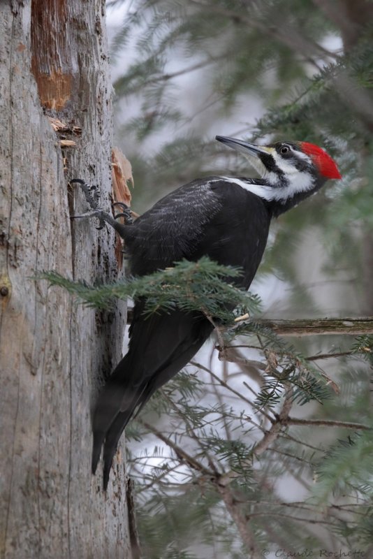 Grand pic / Pileated Woodpecker