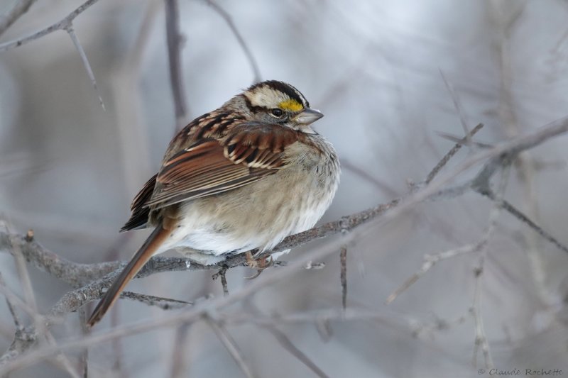 Bruant  gorge blanche / White-throated Sparrow