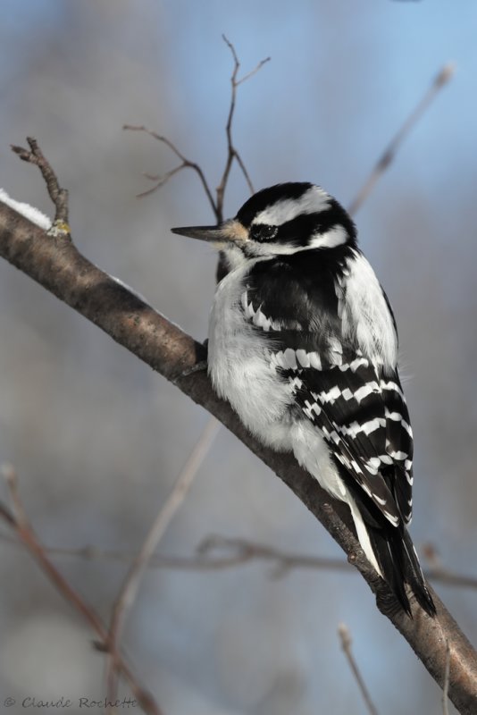 Pic chevelu / Hairy Woodpecker